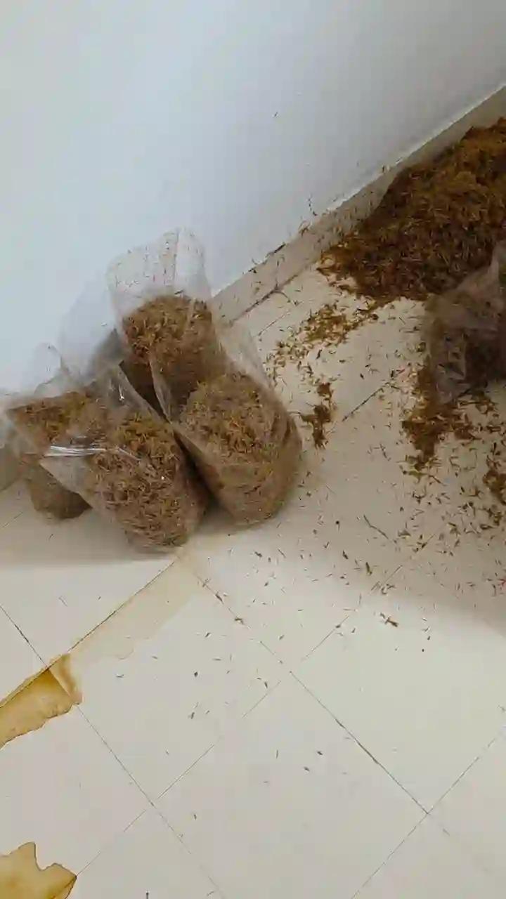 Oyster mushroom trials